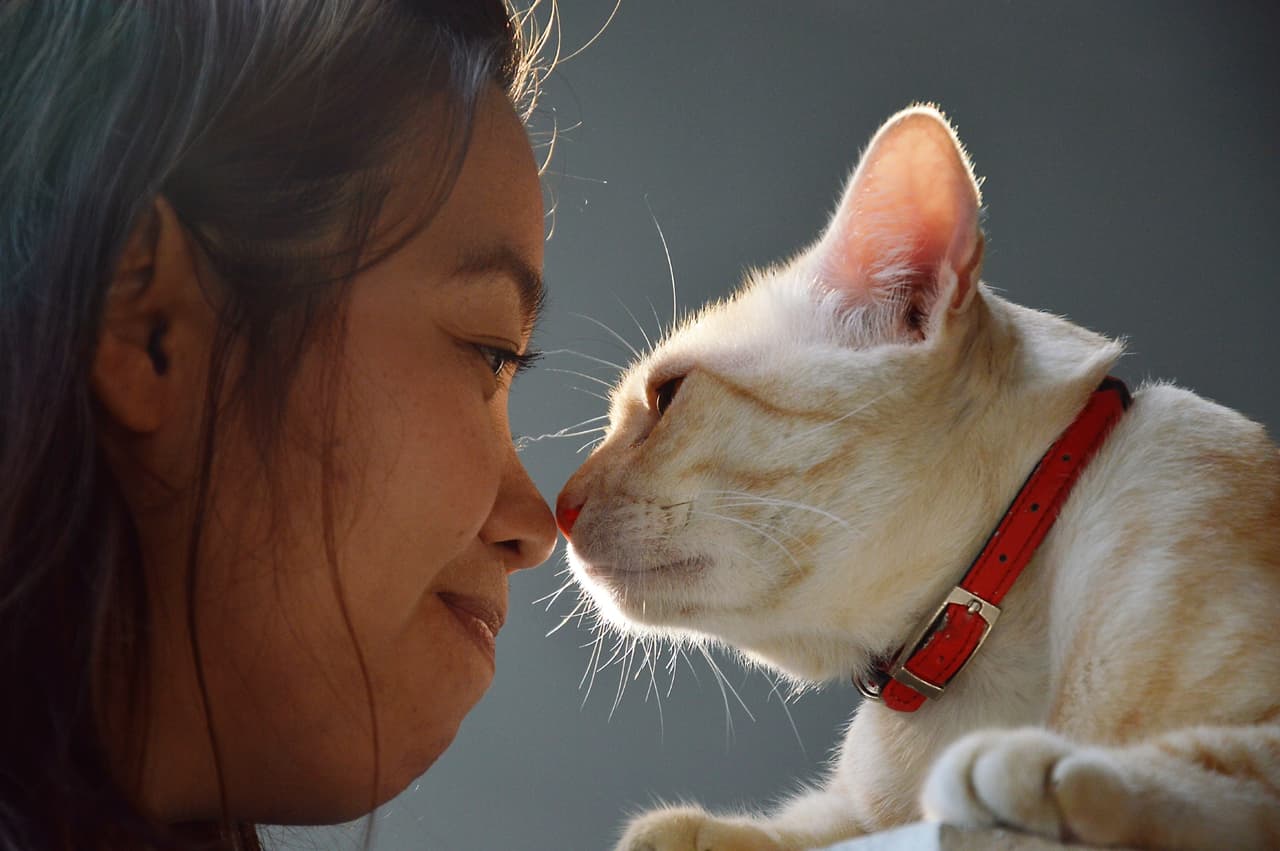 ¿Sabías también que los mininos llegan a tu vida cuando los necesitas?
<br>El gato quiere ayudarte en esa etapa. Pretende enseñarte o auxiliarte, aunque tú no comprendas por qué o en qué.