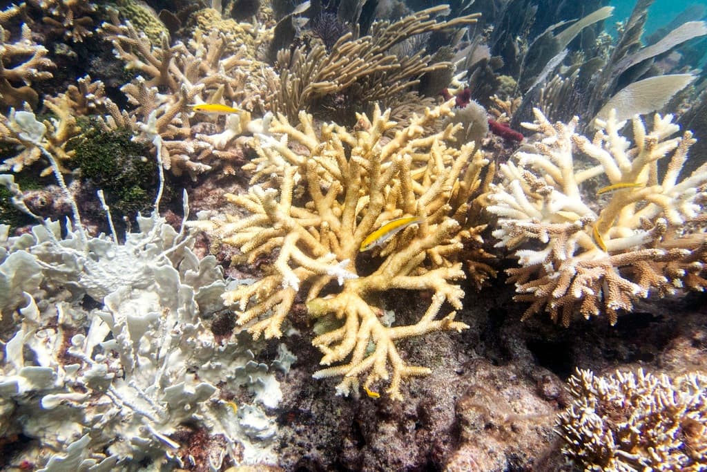 "Mortalidad completa": el inminente peligro para los corales de Florida por las insólitas temperaturas de más de 100º F en el agua