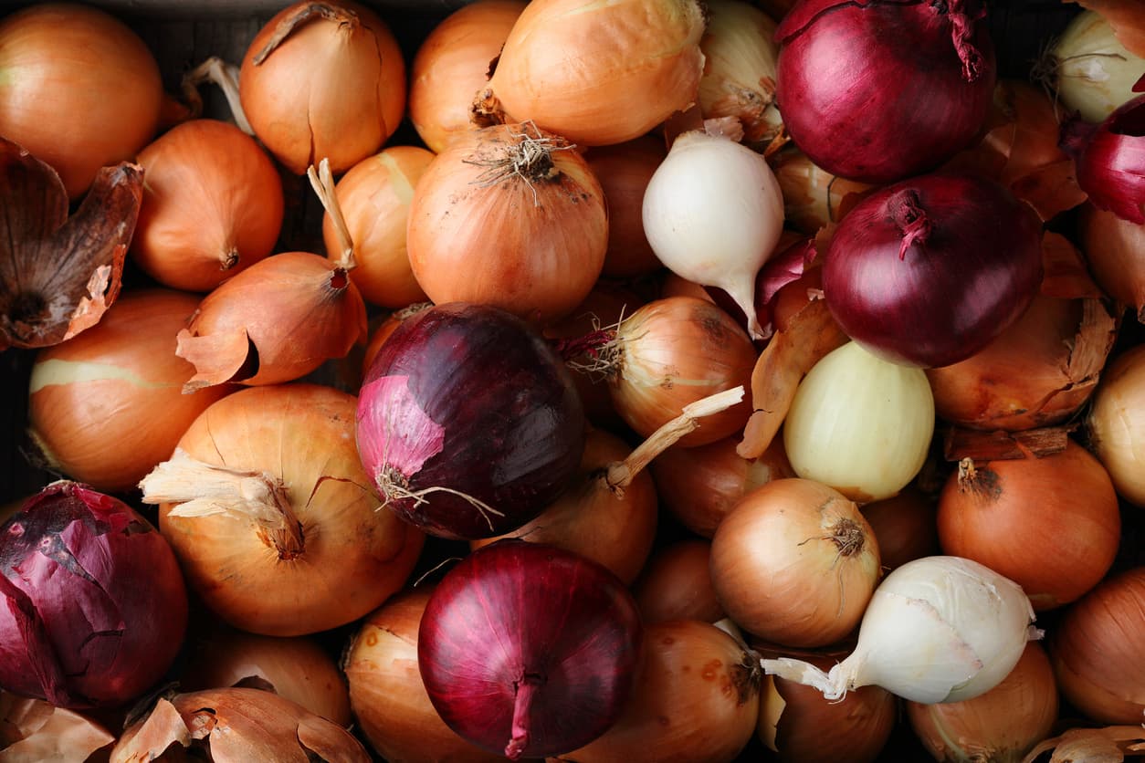 <b>Cebollas. </b>