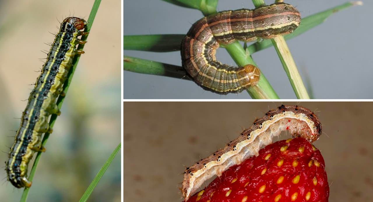 Las orugas del gusano cogollero (armyworm) son la forma larvaria de una polilla que migra por millones hacia el norte en la primavera y el verano para poner sus huevos. Las infestaciones de las orugas pueden ser extremadamente destructivas para los huertos familiares y cultivos, desde pasto Bermuda hasta maíz y arroz, según un 
<b><a href="https://agrilifetoday.tamu.edu/2021/07/20/fall-armyworms-on-the-march-across-texas/?utm_source=Cision&utm_medium=email&utm_campaign=_7_21_21&utm_content=&utm_term=" target="_blank">artículo publicado por la Universidad Texas A&M. </a></b>