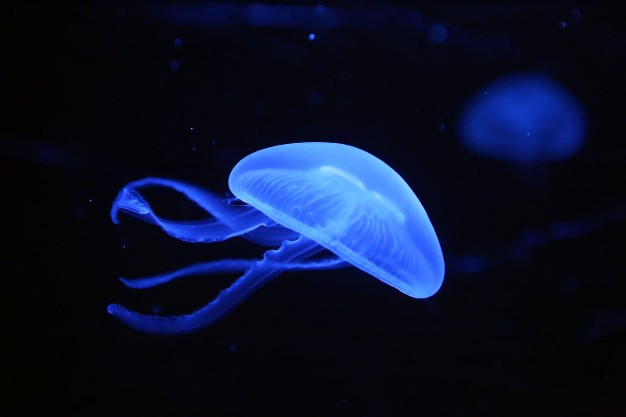 Si uno de los tentáculos se quedó pegado a la piel, intente quitarlos con una pinza. Enjuague con agua tibia, nunca con agua fría, según recomienda 
<i><a href="https://kidshealth.org/es/kids/jellyfish.html" target="_blank">Kids Health</a></i>.