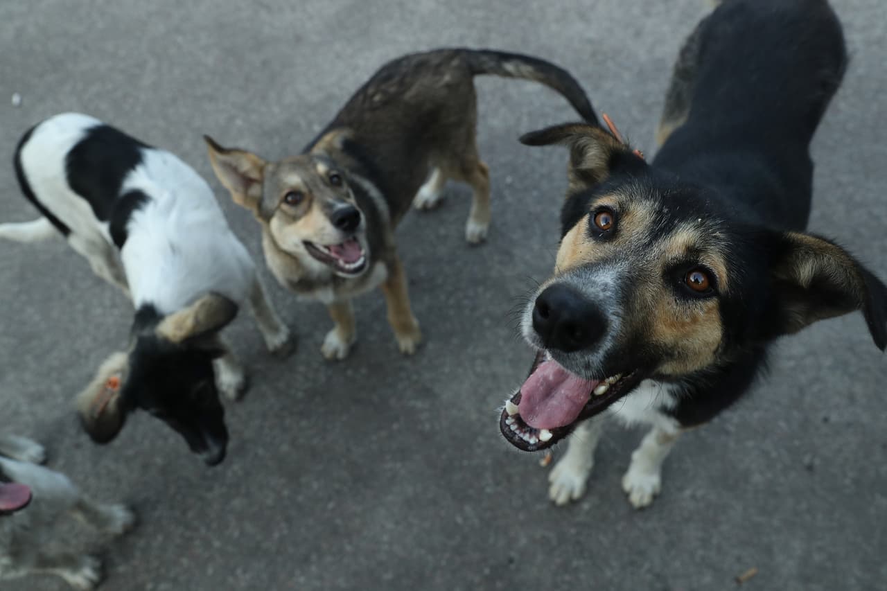 La propiedad responsable de mascotas se rige por un marco de leyes y políticas humanitarias para garantizar la protección tanto de las mascotas. 
<br>