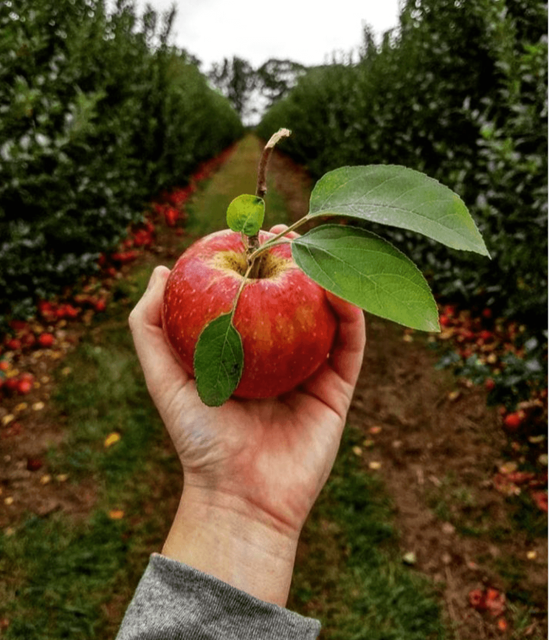 <b>Recolección de manzanas: riesgo bajo</b>
<br>Muchas recetas deliciosas de otoño incorporan manzanas, y visitar las hileras de un huerto de manzanas es una actividad otoñal por excelencia. Recoger manzanas tiene un riesgo relativamente bajo de transmisión de COVID-19, siempre y cuando solo las familias inmediatas (personas que comparten un hogar) viajen en el mismo automóvil y todos usen una cubierta facial mientras caminan por un camino estrecho, esperando en hacer fila para pagar o estar cerca de otras familias.
<br>