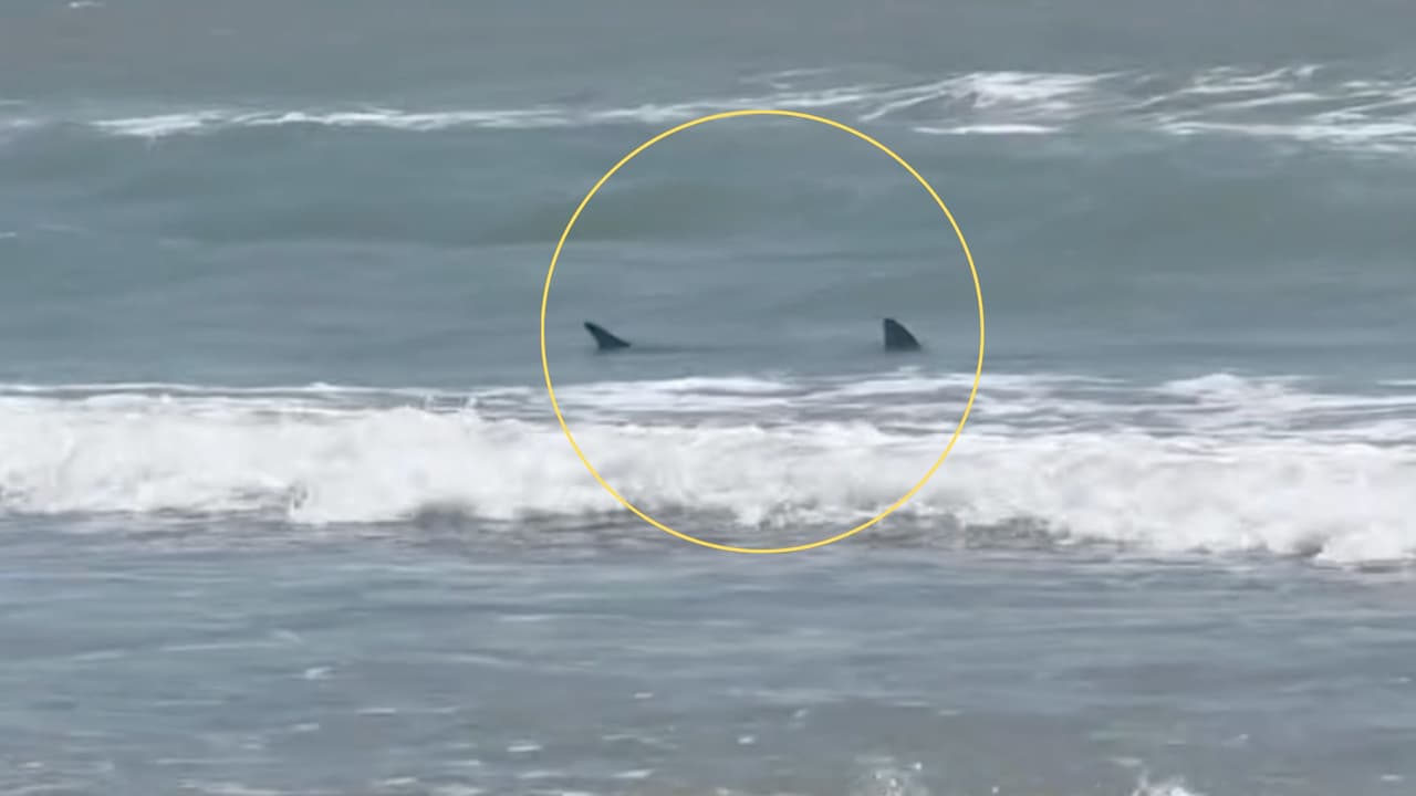 Un tiburón muerde a varias personas en la Isla del Padre, en el sur de Texas