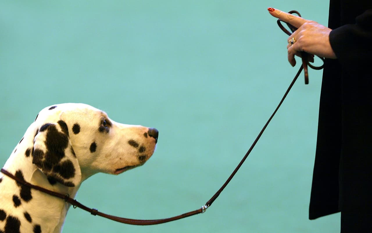 <a href="https://www.thln.org/the_safe_outdoor_dogs_act#:~:text=Governor%20Rick%20Perry%20signed%20HB,the%20dog%20to%20move%20about." target="_blank">La Ley de Seguridad para Perros al Aire Libre</a> (o el Proyecto de Ley del Senado No. 5) 
<b>prohíbe el uso de cadenas para atar a los perros que están afuera</b>, así como también exige que el can tenga refugio, sombra y agua limpia.