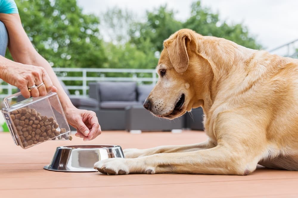 <b>Productos para animales. </b>Si tienes una mascota es casi seguro que también te afecten las nuevas tarifas. No solo la comida de perros y gatos está en la lista, también algunos accesorios, como los arneses o las correas