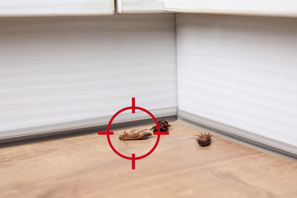 <h3 class="cms-H3-H3">Qué significa soñar con una plaga de cucarachas</h3>
<br>¡Ojo! Si en tus sueños hay una plaga de este insecto la interpretación es que te la vives pensando en algún tipo de peligro que acecha no solo tu vida, sino al mundo en general. 
<br>