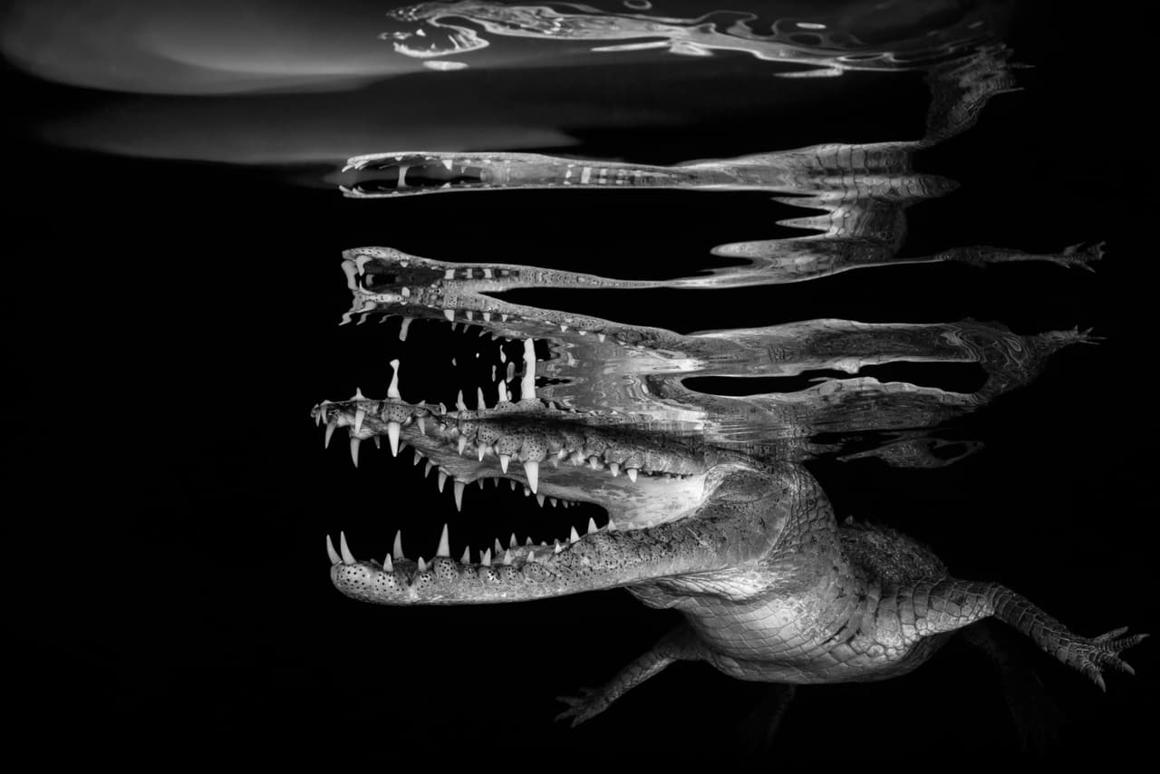 Reflejos de cocodrilo - Ganador, categoría blanco y negro. La poderosa mandíbula de un cocodrilo americano se puede apreciar junto a bellas líneas de su reflejo gracias a lla calma que mantuvo al ser fotografiado en las aguas de los Jardines de la Reina en Cuba.