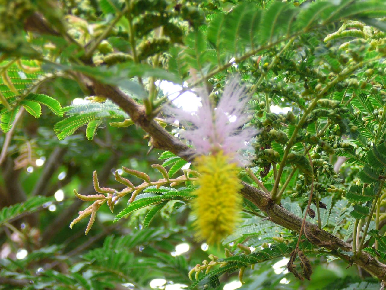 Flor del marabu