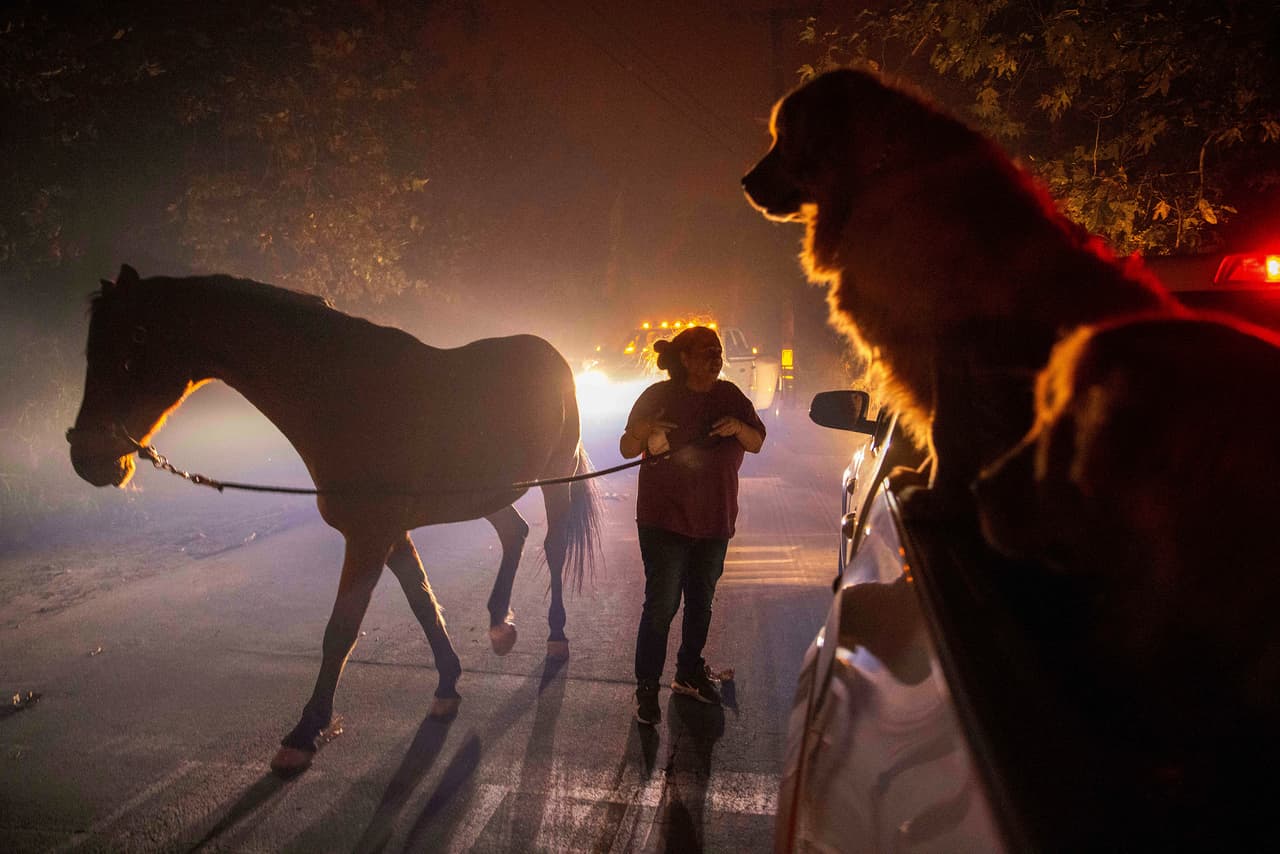 Las personas se fueron, 
<b>algunas llevaron a sus animales con ellas a los refugios habilitados para ello</b>, gente con sus caballos fue vista huyendo de las llamas.