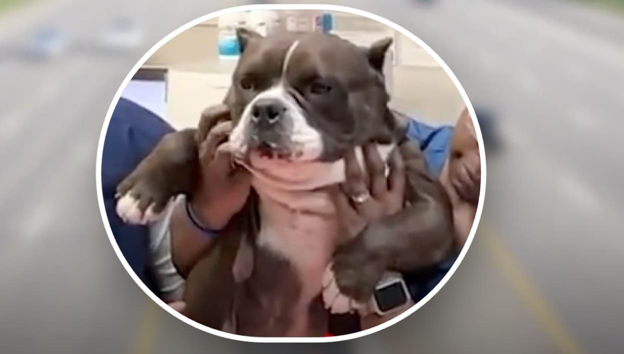 Nueva vida para Taylor Swift, la perra pitbull con una historia de esperanza en Florida