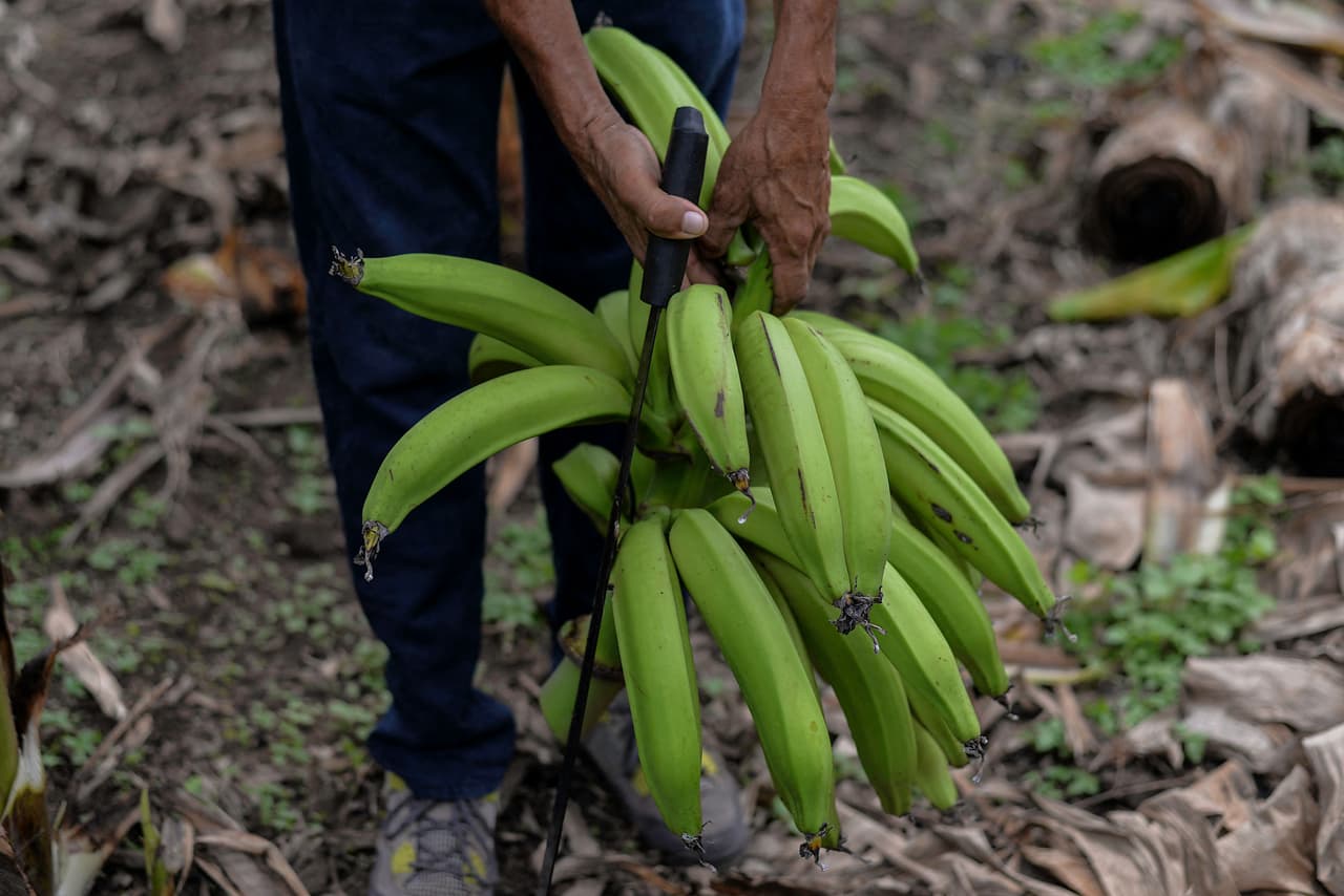 El fallo fue confirmado en Nicaragua y en 2018 los demandantes llevaron el caso a Francia para iniciar el procedimiento que permite aplicar un fallo de un tribunal extranjero. Los agricultores esperaron en Tonalá la resolución del tribunal en Francia esta semana. 
<br>
<br>