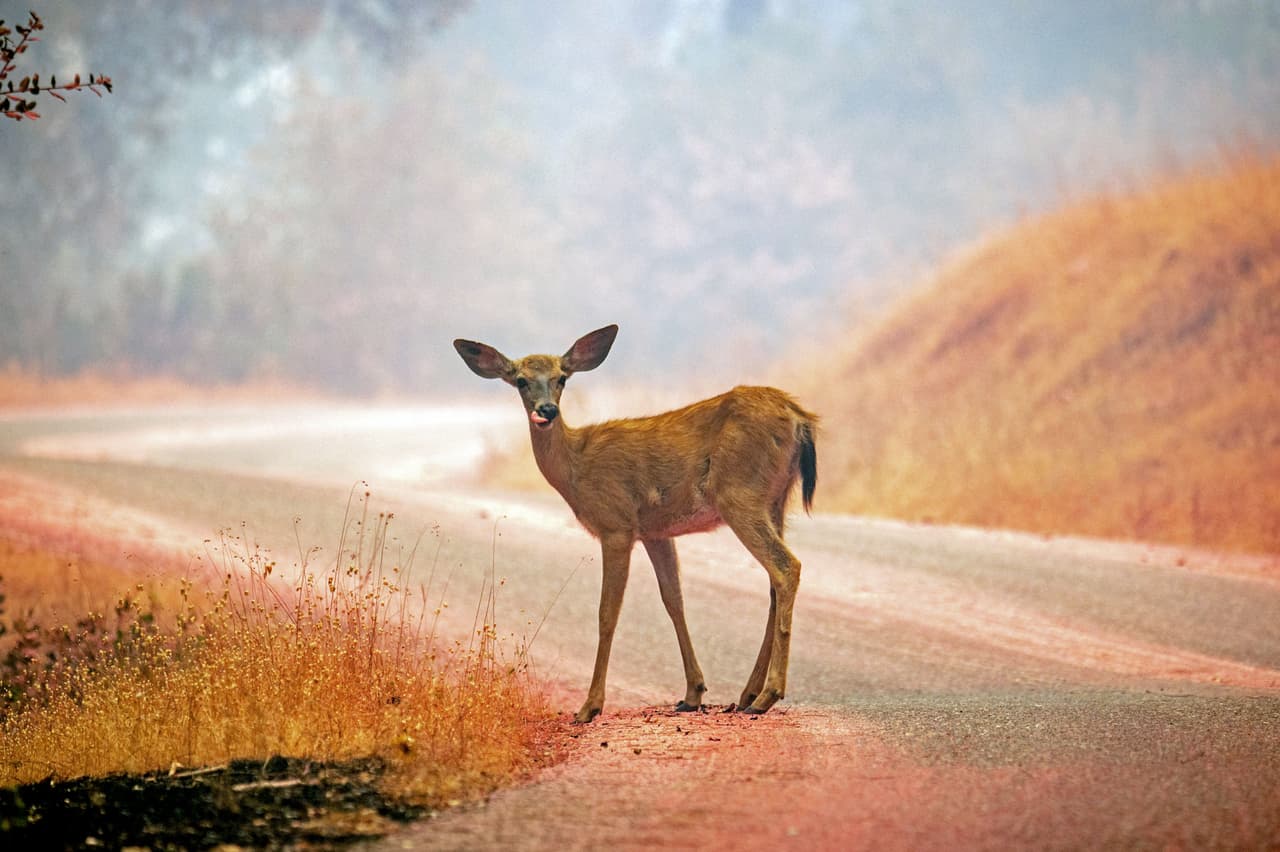 Los animales escapan del incendio forestal que ha arrasado con campos, árboles y casas. Además ha obligado la evacuación forzada de un pueblo de montaña entero, mientras California se sofoca bajo una ola de calor intenso.