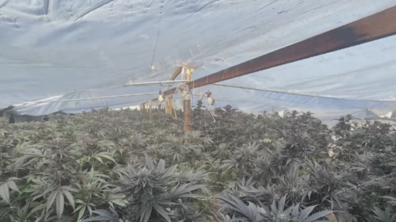 Incautan 320 plantas de marihuana y unos $260 mil en material robado en Bakersfield