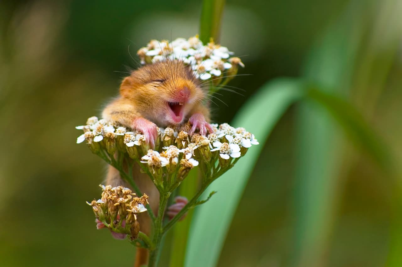 La cría de un lirón sonríe y disfruta profundamente de una flor de milenrama en Monticelli Brusati, Italia. 
<br>
<b>Andrea Zampatti / CWPA / Barcroft</b>