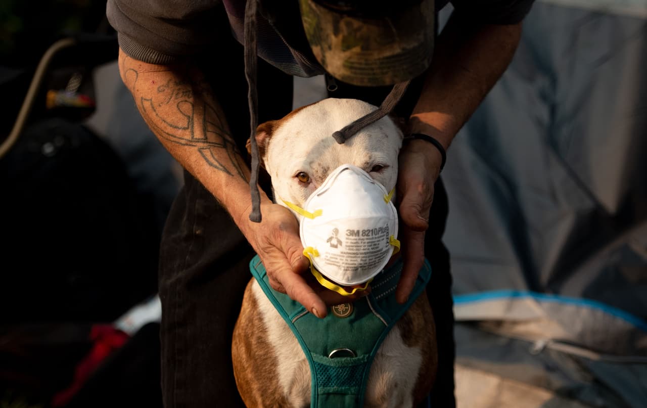 El aire contaminado con humo se ha mantenido en la zona del incendio y 
<a href="https://www.univision.com/san-francisco/kdtv/noticias/incendio-en-california/la-calidad-del-aire-en-el-area-de-la-bahia-es-la-peor-de-todo-el-mundo">ha llegado hasta la Bahía de San Francisco, a más de 100 millas (160 km) al suroeste.</a> Allí las autoridades han advertido a los residentes que eviten respirar el aire con partículas y en Chico hasta las mascotas han sido protegidas con máscaras.