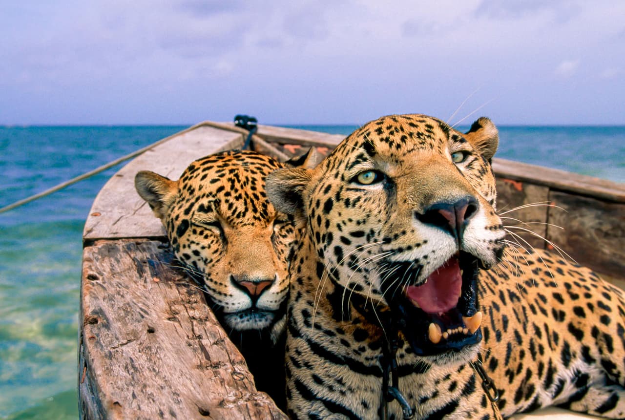 <b>‘El baño de Pepe con jaguares’</b>
<br>
<br>Este es el nombre de un negocio de paseos turísticos en Cancún, México. Dos jaguares que fueron rescatados del comercio ilegal de mascotas le generan ganancias a su nuevo dueño con las que paga la comida y estadía de los animales, según contó en autor de esta fotografía.
<br>