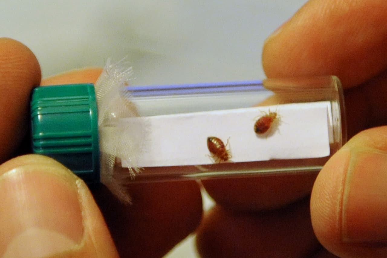 Chinches. Son pequeños insectos que se alimentan de sangre y que pueden habitar en tu cama. Su picadura provoca en ocasiones reacciones alérgicas o reacciones cutáneas graves.