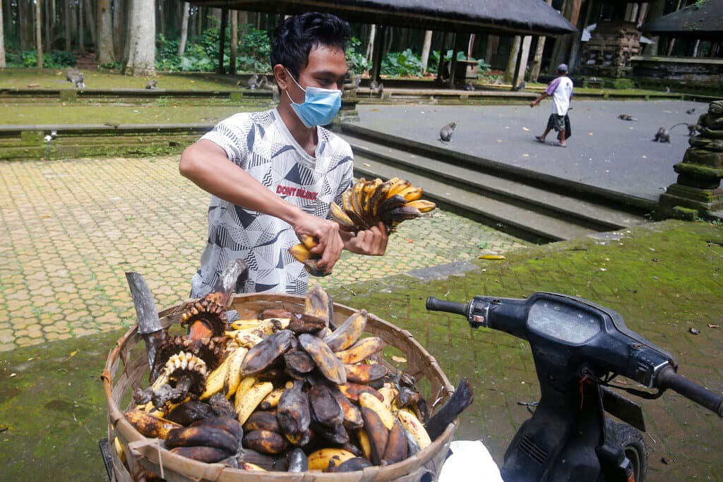 El Bosque de Monos de Sangeh solía tener unos 6,000 visitantes mensuales, pero conforme la pandemia se extendió el año pasado y los viajes internacionales disminuyeron drásticamente, 
<b>esa cifra se redujo a apenas unos 500.</b>
