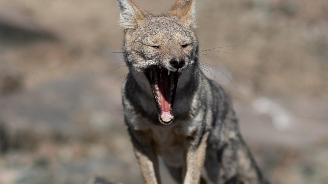 Cómo reaccionar y cómo actuar ante los animales.
<br>