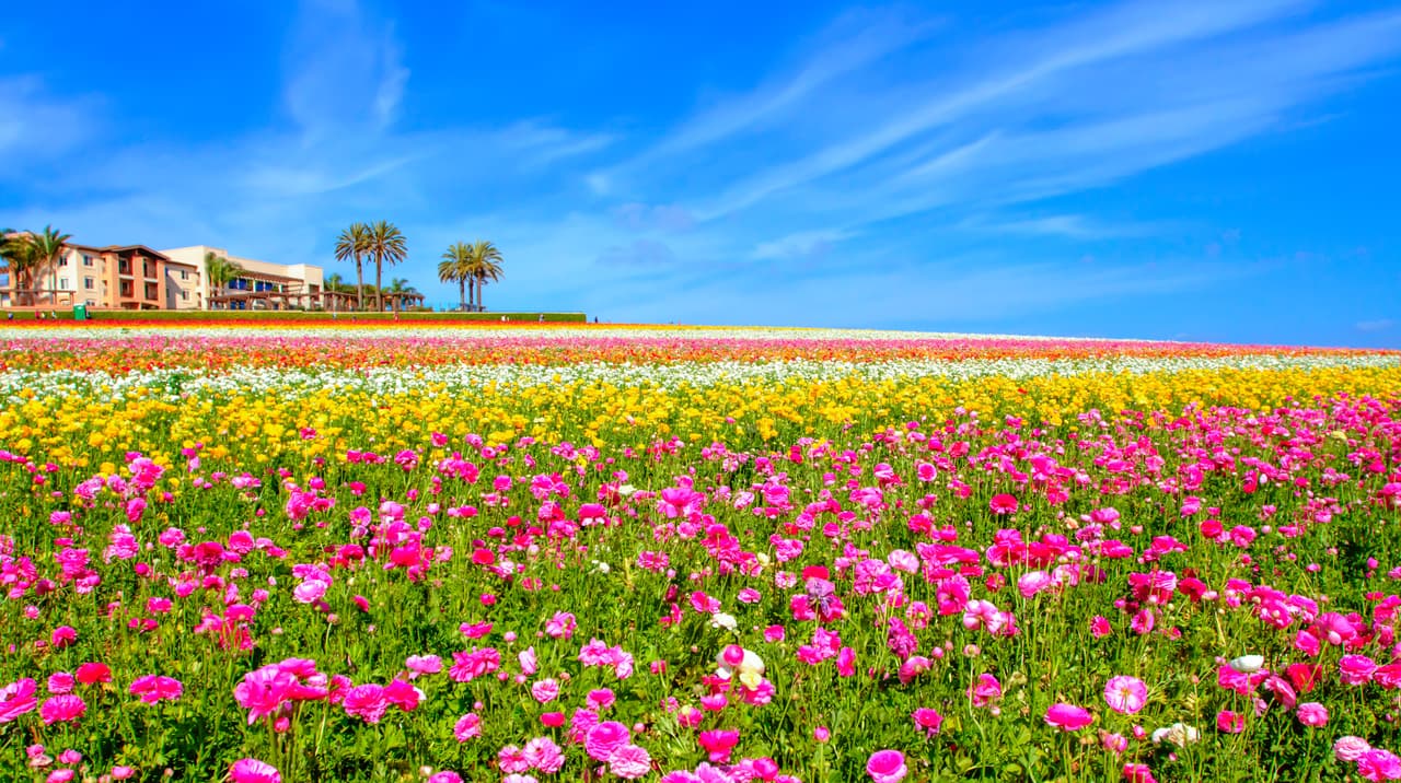 Está empezando la super floración en el sur de California y unas 20 hectarias de extraordinarios colores ya estan en su punto de florecimiento en los terrenos de The Flowers Fields, en Carlsbad. 
<br>
<b>Dirección:</b> The Flower Fields at Carlsbad Ranch
<br>5704 Paseo Del Norte, Carlsbad, CA 92008
<br>Teléfono: 760-431-0352