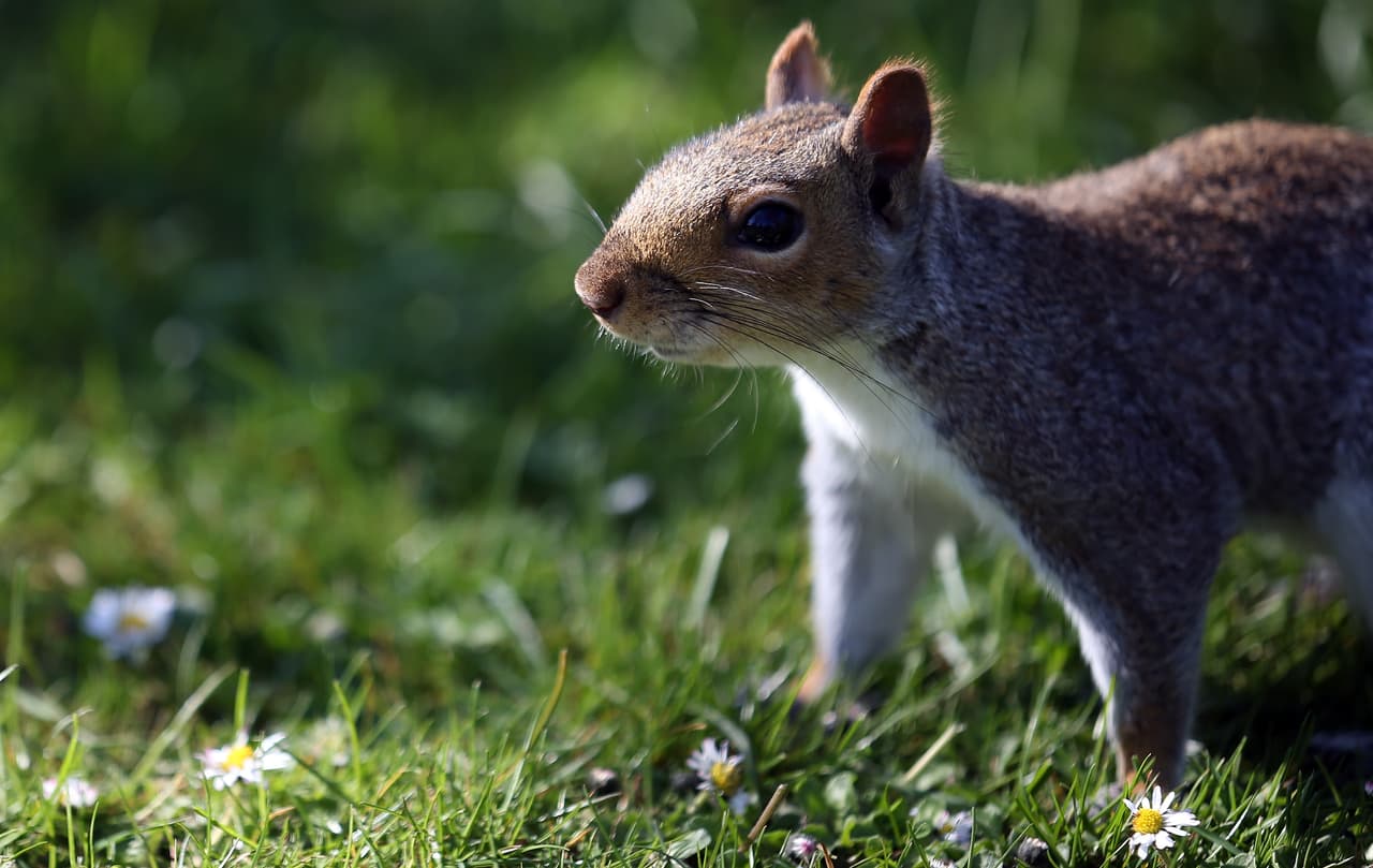 Por qué el sacrificio de una ardilla 'influencer' desató una polémica en Nueva York