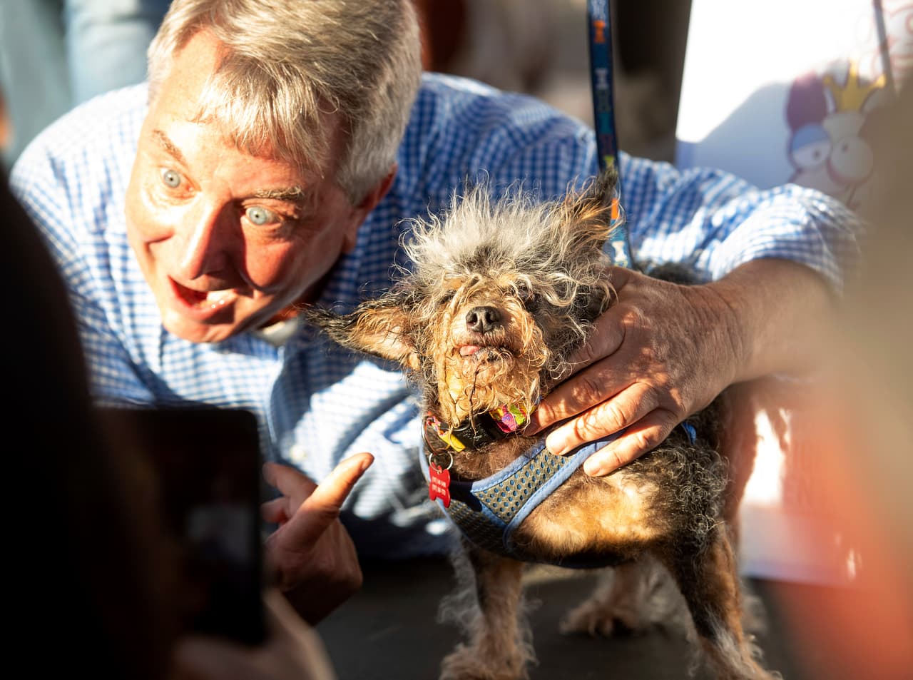 Gracias a su fealdad, Scamp se hizo acreedor no solo al primer lugar del certamen, sino también a una aparición en el programa de televisión Today Show, $1,500 dólares en efectivo y otros $1,500 para donar a su nombre a un albergue de protección para animales.