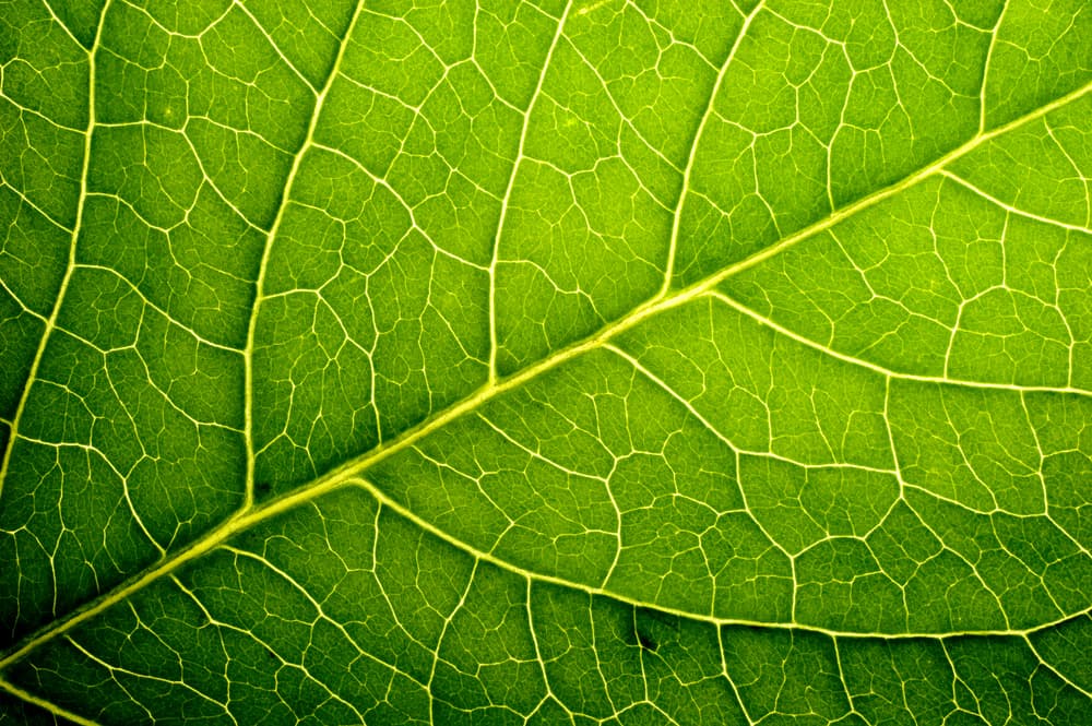 La belleza de esta proporción es universal y aparece con mucha frecuencia en la naturaleza. Lo vemos en la repetición de las nervaduras de las hojas de algunos árboles, en las conchas de los caracoles, en los girasoles, y en muchos otros objetos de la naturaleza.