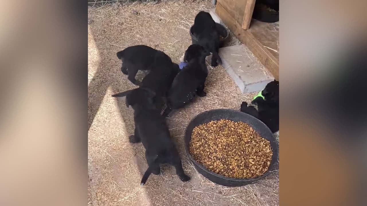 Números impotantes relacionados con animales:
<br>• Investigación de Rabia 713-229-7300 
<br>• Perrera 713-229-7300 
<br>• Perros Ladrando (La Policía) 713-222-3131 
<br>• Ciudadanos para Protección de Animales (CAP) 713-497-0591 
<br>• Para recoger animales muertos 713-699-7996 
<br>• Control de Rabia del Condado de Harris 281-999-3191.