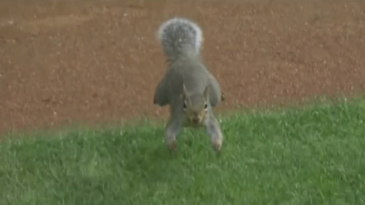 Una traviesa ardilla interrumpe un juego de béisbol de los White Sox de Chicago