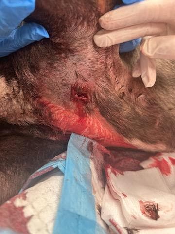 El oficial encontró al perro herido que fue llevado a un hospital veterinario de emergencia donde descubrieron que sufría 
<b>múltiples heridas de bala</b>.