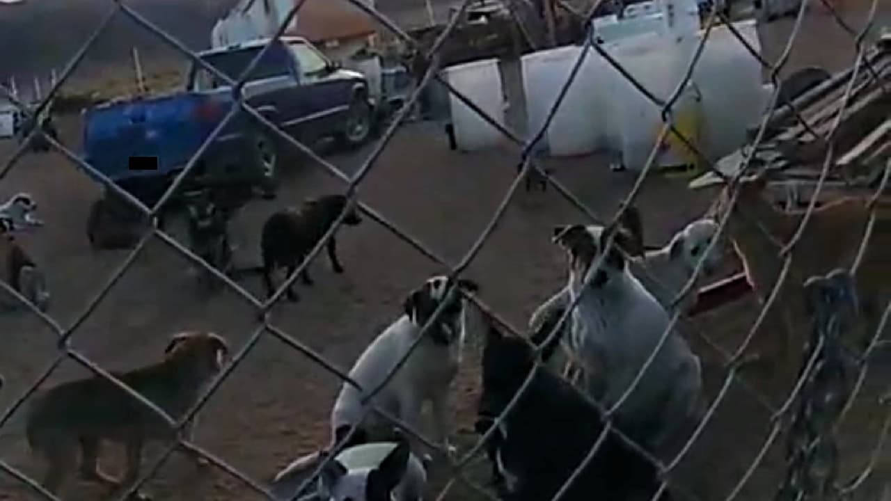Confiscan 69 perros hacinados en una propiedad en el condado de Mohave