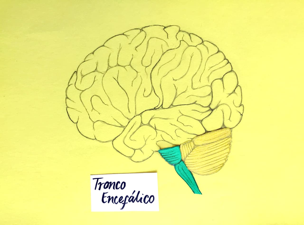 El 
<b>tronco encefálico</b>, o también llamado tallo cerebral, conecta la medula espinal con el cerebro. Además controla la 
<b>respiración</b> y la regulación del 
<b>ritmo cardiáco. </b>Es de las primeras partes en formarse durante la gestación.