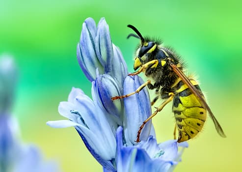 <b>¿Cuál es la diferencia entre las abejas y las avispas? </b> 
<br>Las avispas tienden a tener una coloración y patrones más prominentes que las abejas. Los cuerpos de avispa suelen ser más suaves, mientras que las abejas tienden a ser más peludas. 
<br>
<br>Debido a sus cuerpos sin pelo, las avispas no llevan polen. Se alimentan de néctar y recolectan otros insectos para alimentar a sus crías carnívoras.