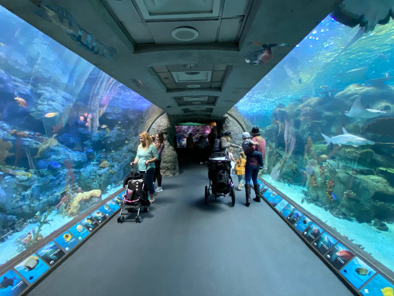 En celebración del Día de los Veteranos, el Acuario del Pacífico honra a los veteranos y al personal militar. Entra en este 
<a href="https://tickets.aquariumofpacific.org/WebStore/shop/ViewItems.aspx?Merchant=VET&CategoryGroupExternalID=VET&CategoryExternalID=VET" target="_blank">enlace</a> y reserva tu entrada.
<br>Direccion: 100 Aquarium Way, Long Beach, CA 90802