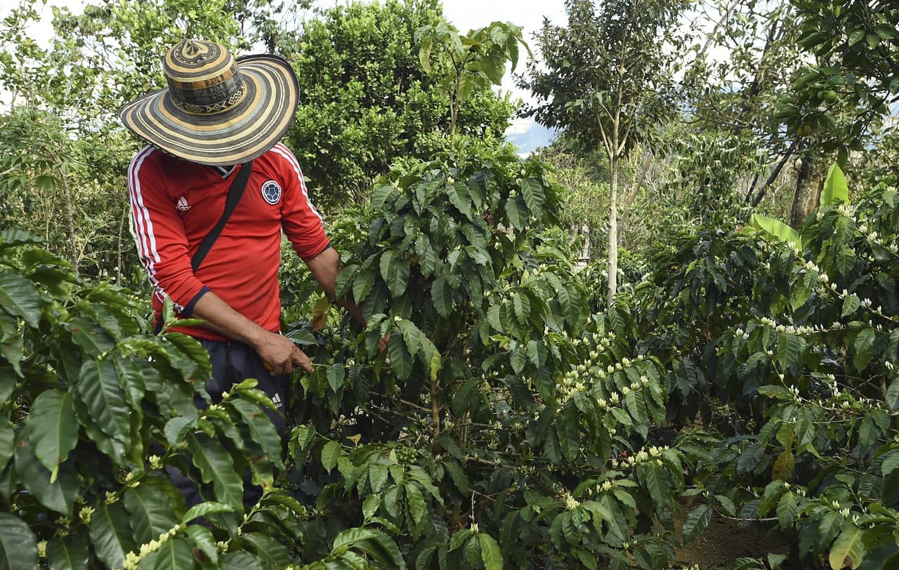 Este es una plantación de café en Colombia.