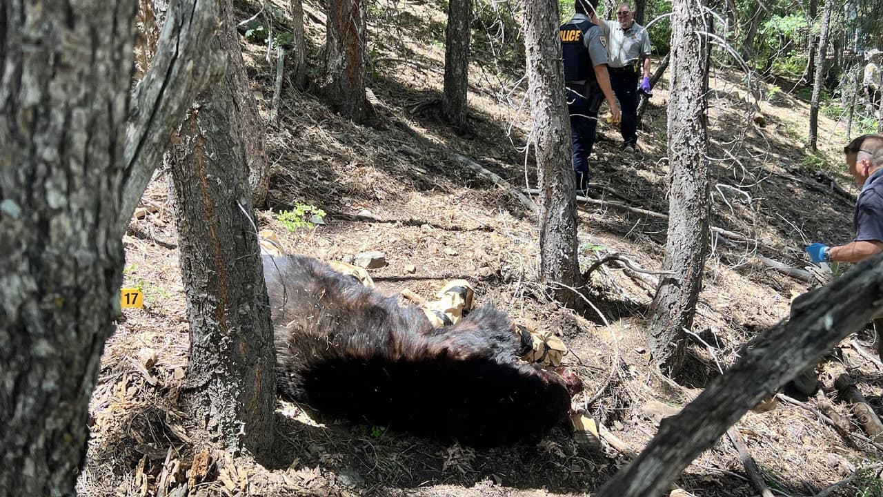 Uno de los ataques más impactantes ocurrió el 16 de junio en el área de 
<b>Prescott</b>, cuando un 
<b>oso negro atacó por sorpresa a un hombre identificado como Steven Jackson</b>, de 66 años y originario de Tucson, quien se encontraba acampando en el área de Groom Creek. El enorme mamífero arrastró a su víctima unos 75 pies hasta que otra persona tomó su rifle y mató al oso, sin embargo, la víctima no pudo sobrevivir al ataque. 
<a href="https://www.univision.com/local/arizona-ktvw/identifican-persona-atacada-por-oso-prescott">Más detalles en este enlace. </a>