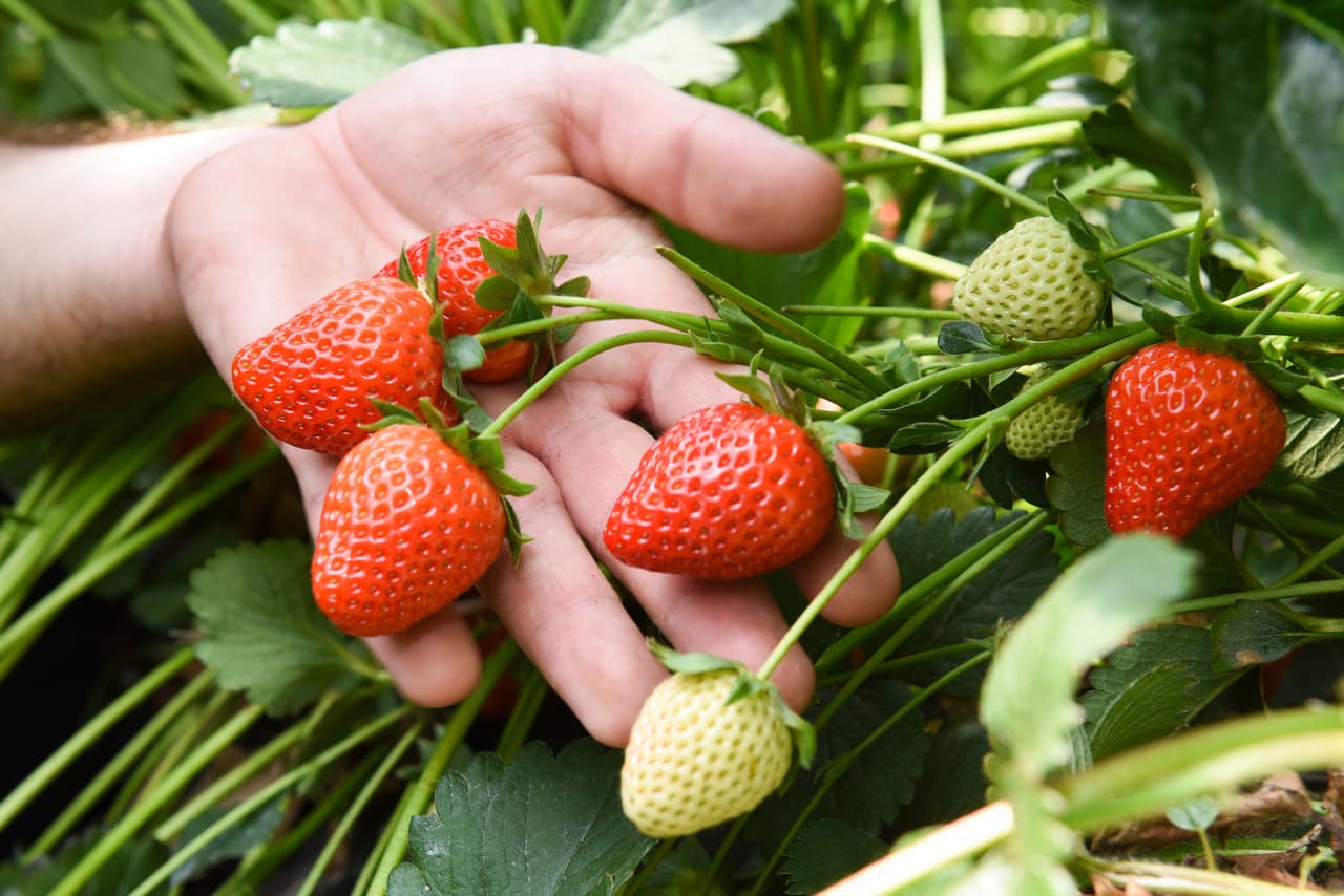 La producción de fresas alcanzó ventas de hasta $2.34 mil millones de dólares en el 2018. Estas crecen principalmente en el condado de Ventura, Santa Barbara y Monterey.