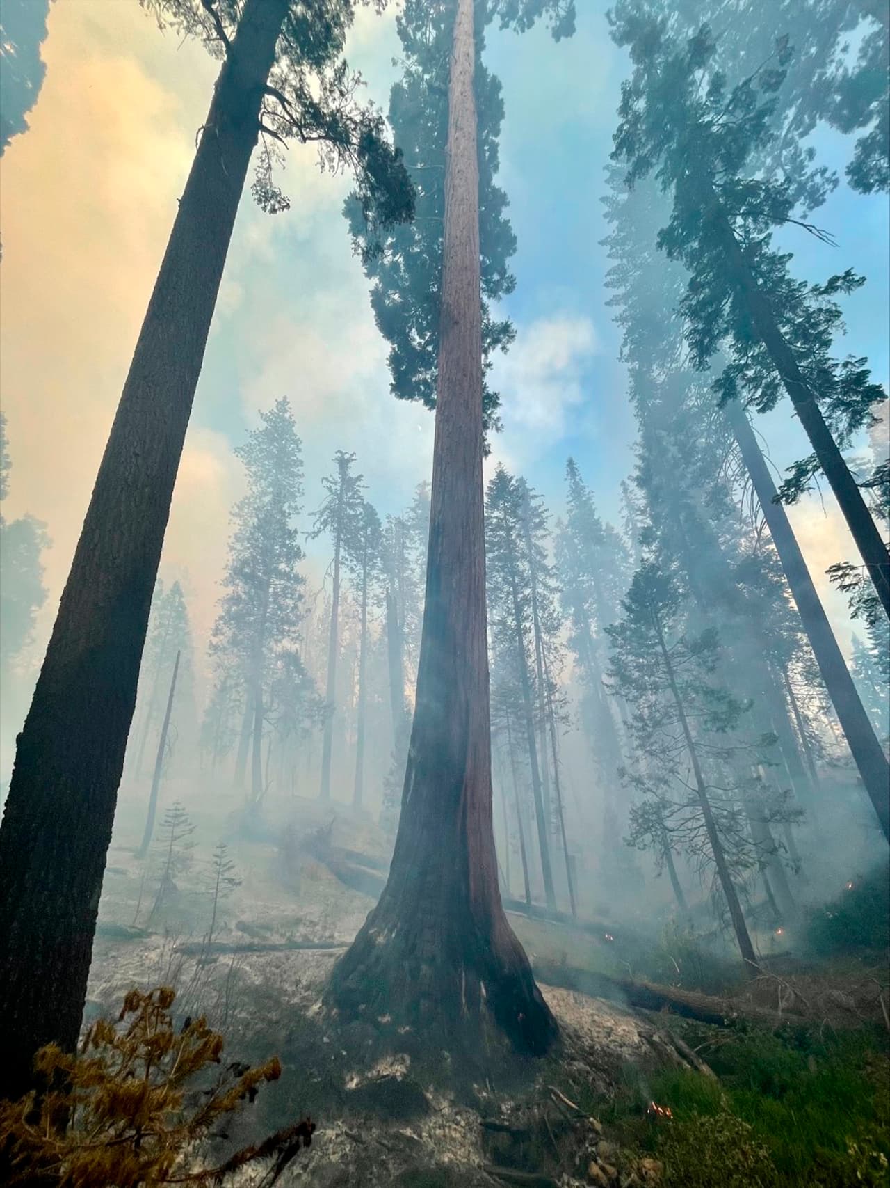 Las secuoyas gigantes, nativas de tan solo unas 70 arboledas esparcidas en la ladera oeste de la Sierra Nevada de California, fueron alguna vez consideradas inmunes a los incendios forestales, pero en los últimos años se han vuelto especialmente vulnerables a los fuegos conforme estos se hacen más comunes y se alimentan gracias a la histórica sequía por la que atraviesa el estado.