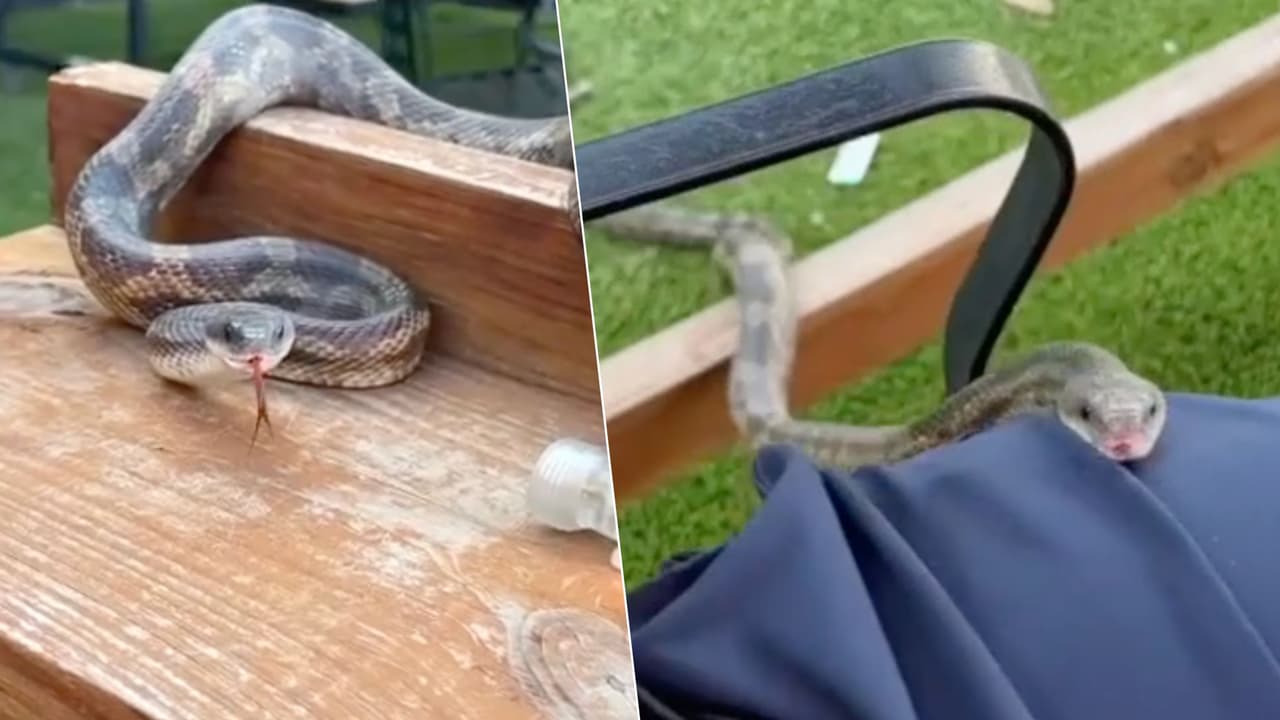 Serpiente sorprende al subirse a un cliente y llegar hasta la mesa en un restaurante de Dallas