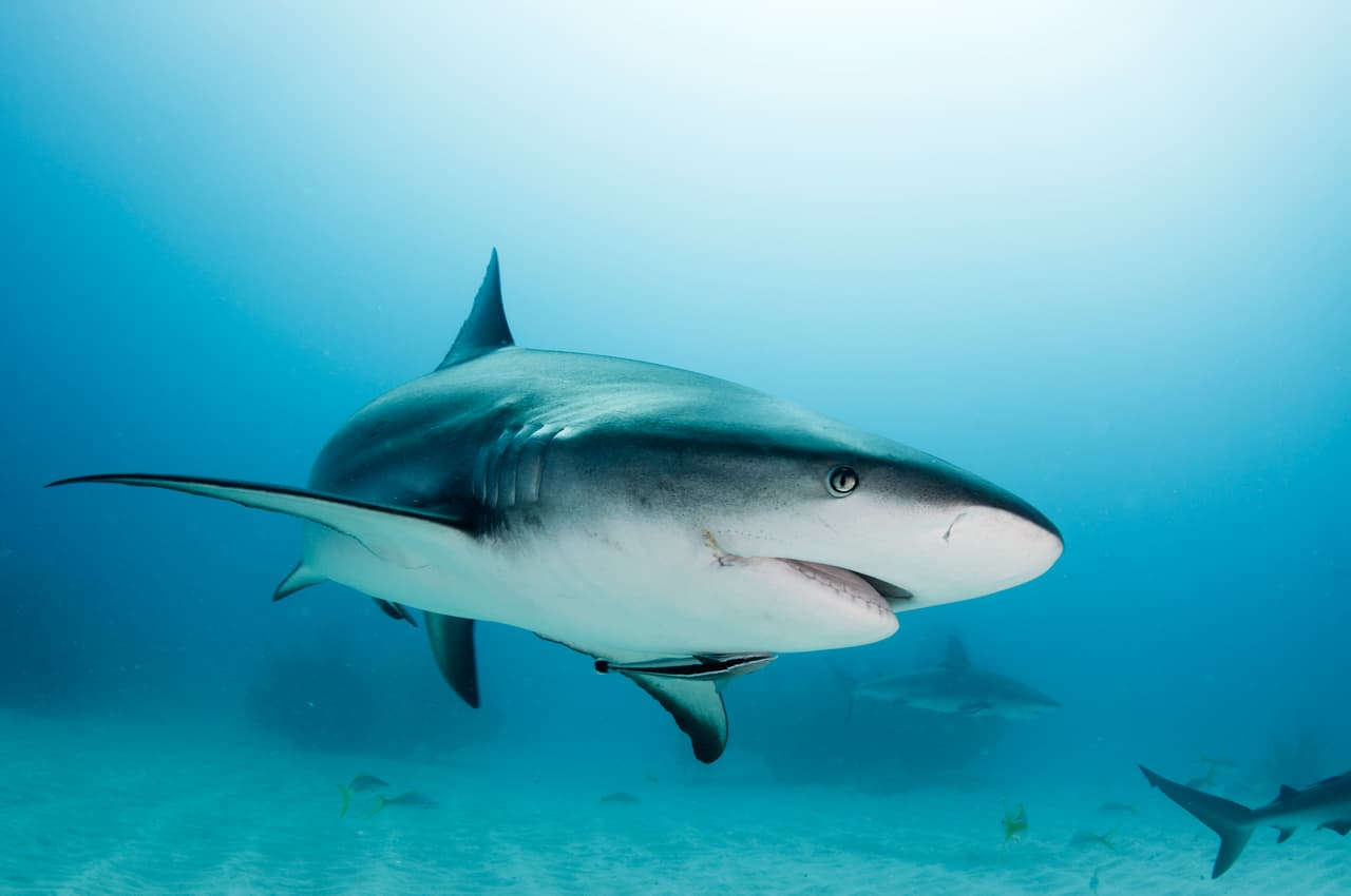 Tu vestimenta también podría afectar tu posibilidad de un encuentro desafortunado. Remueve todos tus accesorios metálicos antes de bucear ya que el brillo podría ser confundido con el de las escamas de algunos peces. Los tiburones no ven bien pero sí detectan los contrastes así que indumentaria de colores muy contrastantes también podrían capturar su atención.