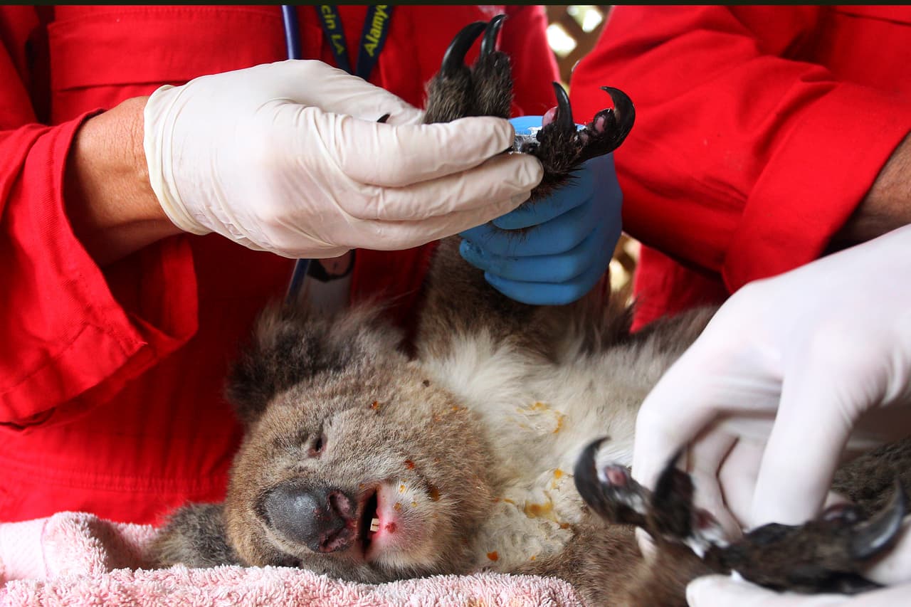 Un koala herido es tratado en el zoológico de Isla Canguro, 
<a href="https://www.univision.com/noticias/medio-ambiente/un-tercio-de-la-isla-canguro-en-australia-se-encuentra-en-llamas-fotos">una de las zonas que han sido devastada por los incendios en el sur de Australia</a>. Los fuegos que arden en ese país desde septiembre pusieron en peligro el futuro de al menos 327 especies protegidas de animales y plantas al arrasar hasta un 80% de sus hábitats, según un informe publicado por el gobierno australiano. Mientras tanto, en todo el país especialistas y voluntarios se han incorporado a la tarea de ayudar a los animales afectados.