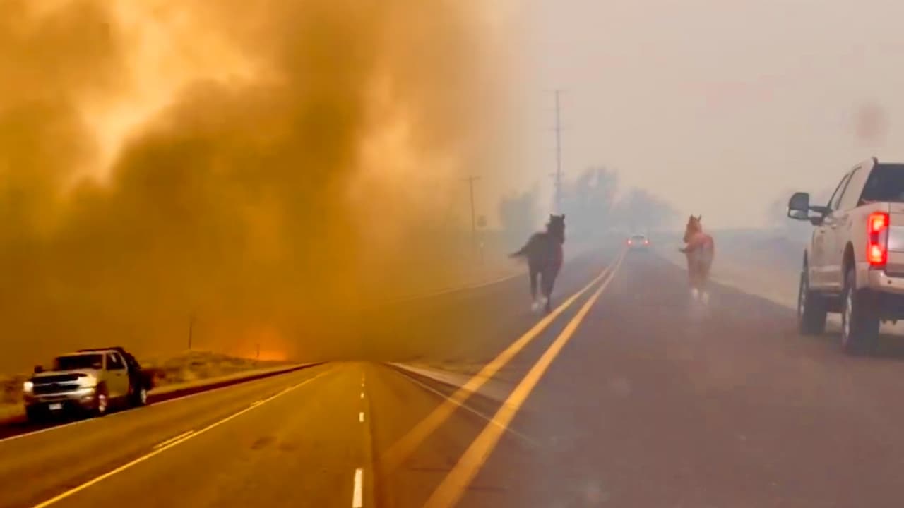Incendios forestales en Texas: Captan a caballos corriendo en una autopista para huir del fuego