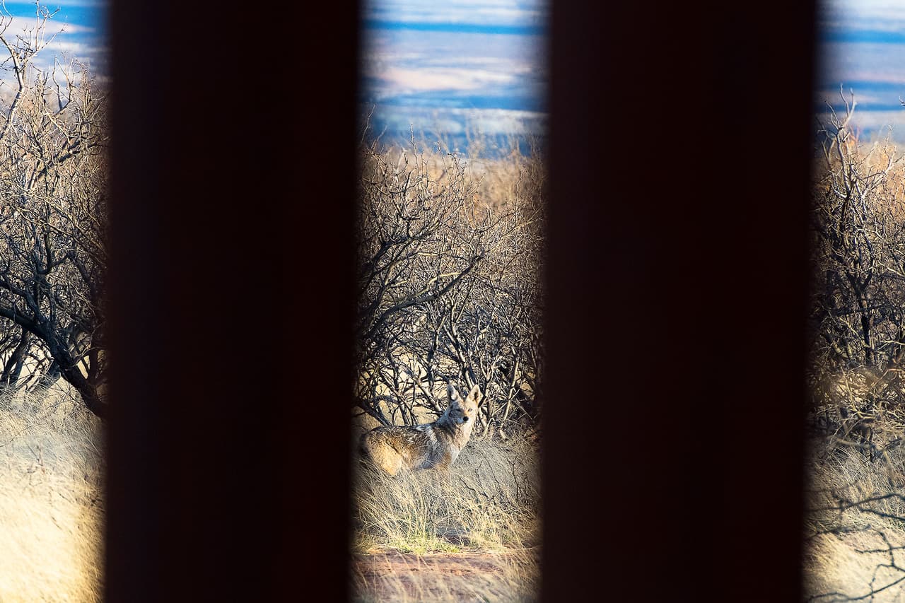 Un coyote cerca del río San Pedro, Arizona. “Las especies cruzan a EEUU o México en busca de agua o comida, y también lo hacen por las condiciones climáticas. Hay temporadas en el año en que puede ser extremadamente caliente de uno de los lados y entonces se tienen que mover”, añadió Prieto.