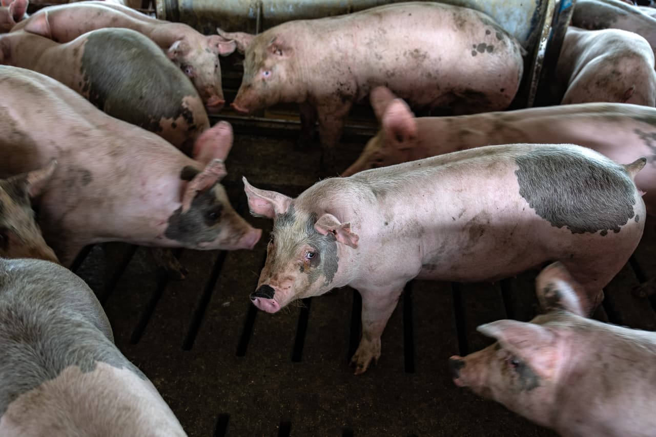 México, el mayor importador de carne de cerdo estadounidense, anunció que impondrá un arancel del 20% sobre el producto, en su mayoría proveniente de Iowa. Muchos tuvieron la sensación de que, consecuencia de la 'guerra comercial', los republicanos que votaron por Trump en el estado le quitarían su respaldo. Pero no ha sido así, hasta ahora.