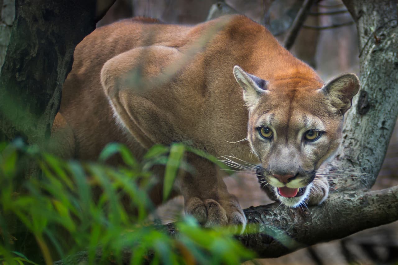 Reportan un nuevo avistamiento de puma en San José: sigue estas recomendaciones 