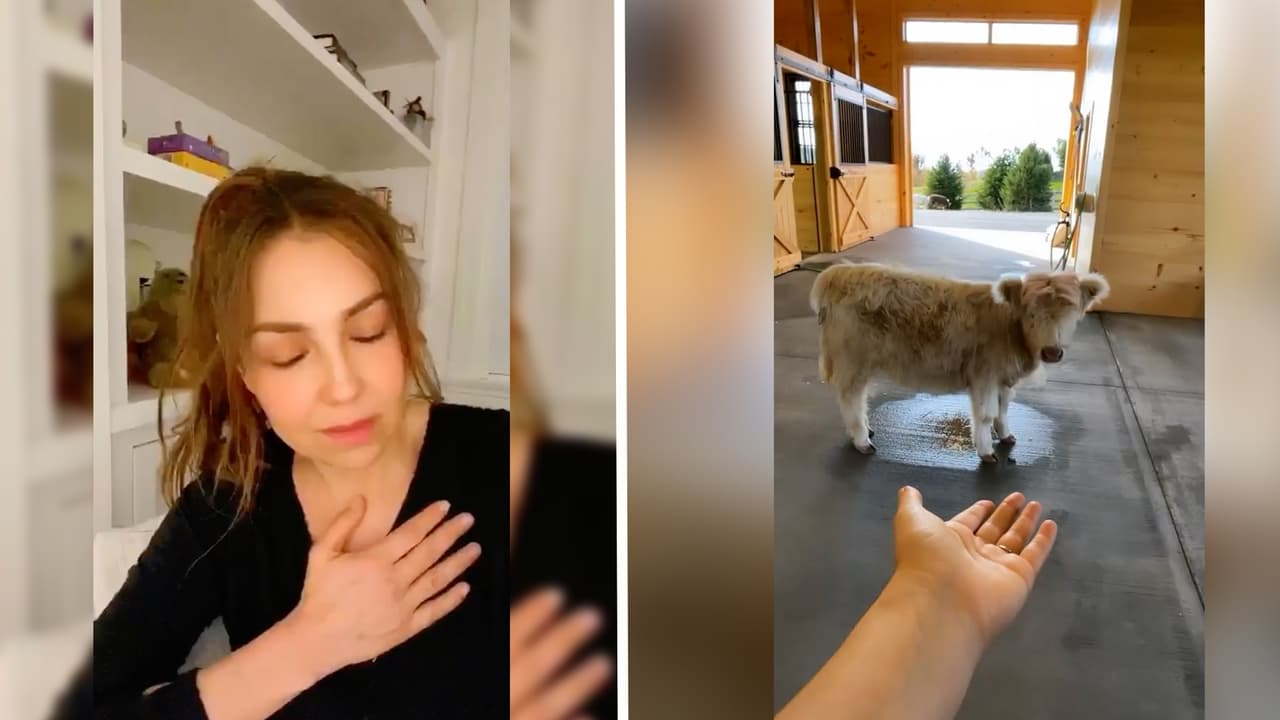 “Su Güerito se acaba de morir y está solita”: Thalía comparte conmovedora historia de su vaca Clementina
