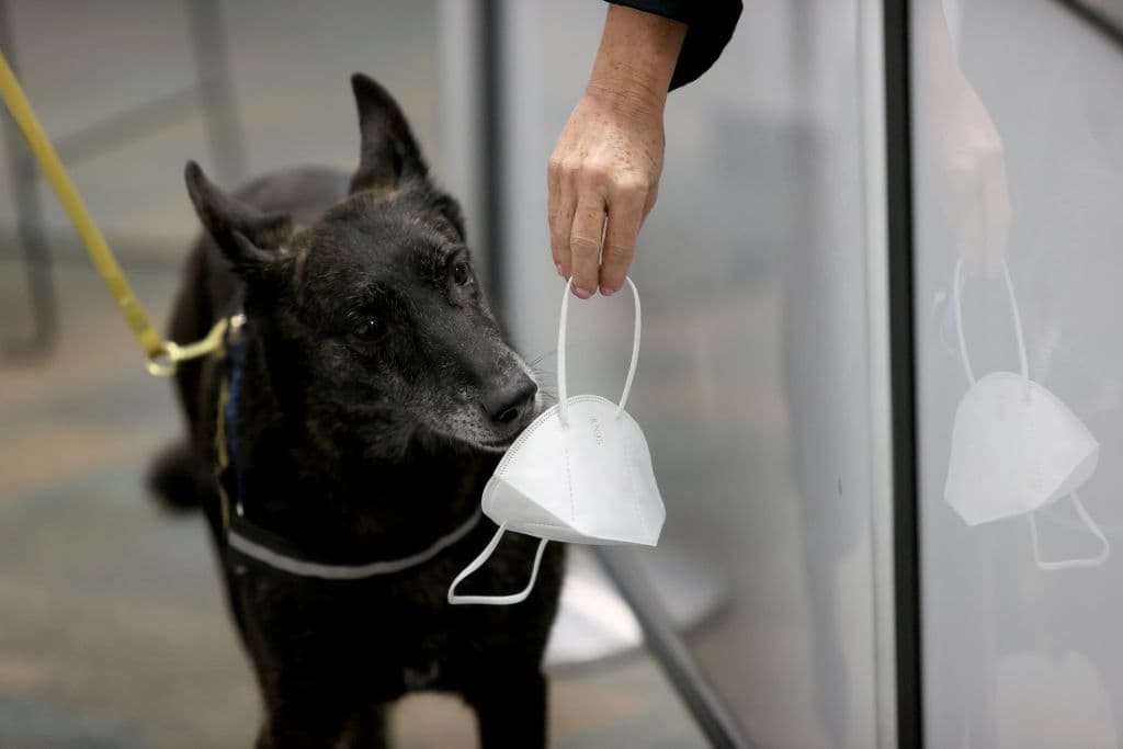 La unidad está 
<b>compuesta por dos perros de nombre Cobra y OneBetta</b> (en la imagen) quienes, durante 30 días, participarán en un programa piloto con empleados de la terminal aérea.