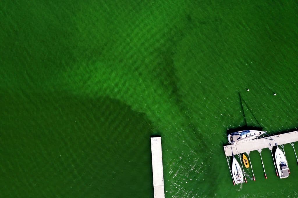 Evita este lago en Florida Central: autoridades advierten sobre toxinas peligrosas