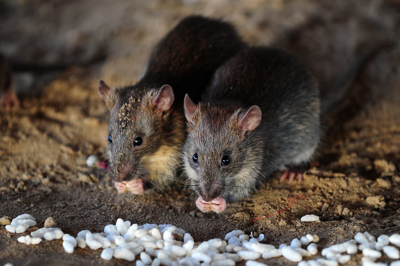 A nivel mundial se estima que las ratas y los ratones transmiten más de 35 enfermedades que pueden infectar tanto a las personas como a las mascotas, entre ellas: salmonelosis, leptospirosis y tularemia.
